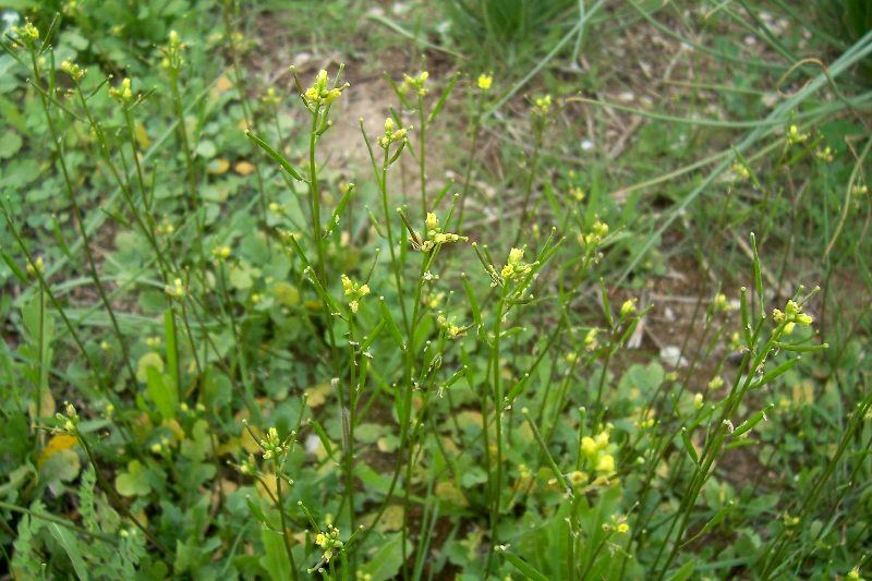 Diplotaxis viminea / Ruchetta minore